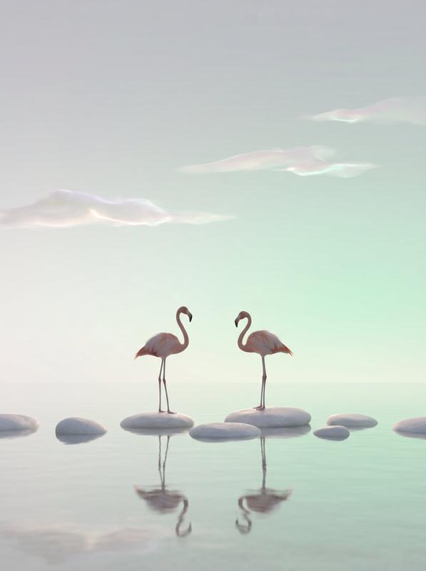 Meditative Flamingos in Misty Shallow Water