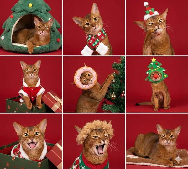 Christmas Pet Sudoku