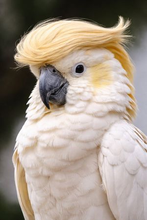 White Cockatoo with Side Part
