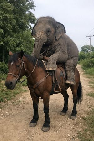 Elephant Riding Horse