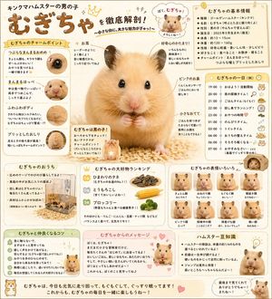 可爱日系仓鼠信息图