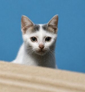 优化模糊的小猫照片