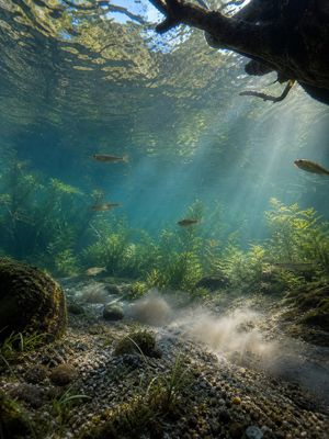 Underwater Forest Stream Photography