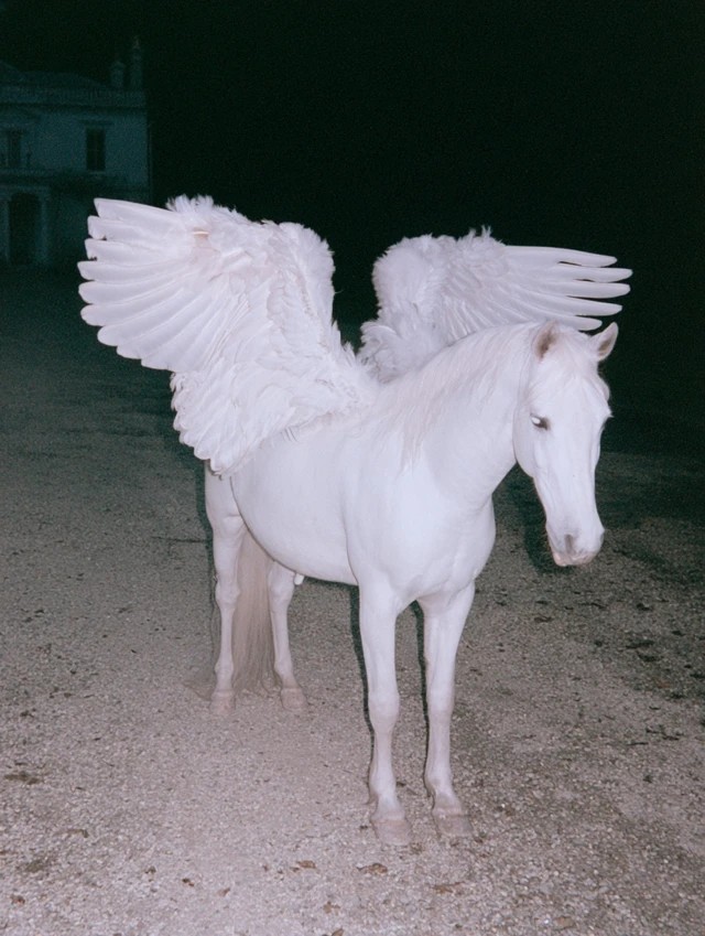 Winged White Horse