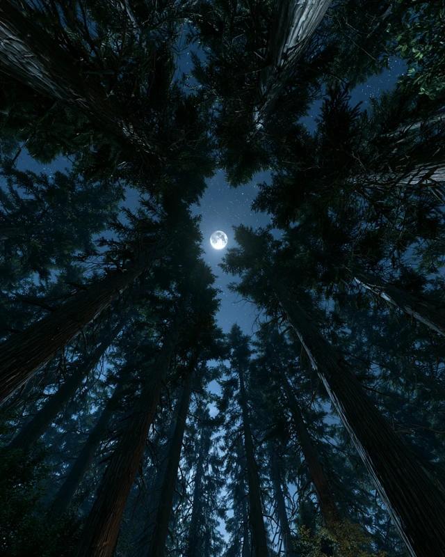 Fir Forest at Night