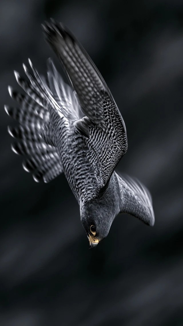 Peregrine Falcon Dive