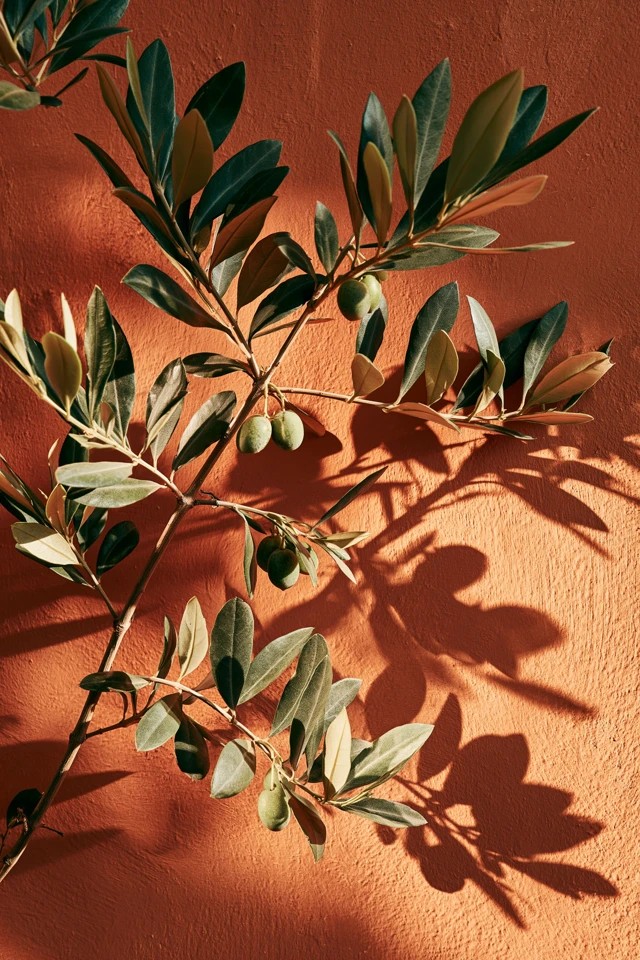 Olive Tree Branch
