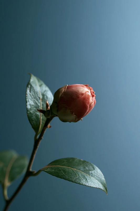 Middlemist Camellia Photo