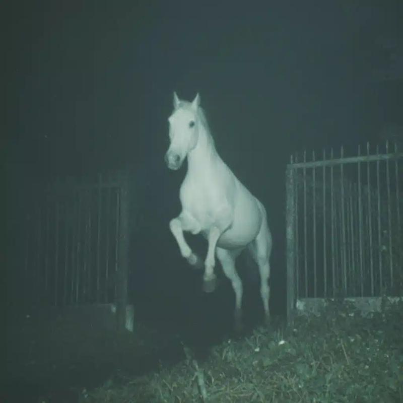 Cinematic White Horse Leap