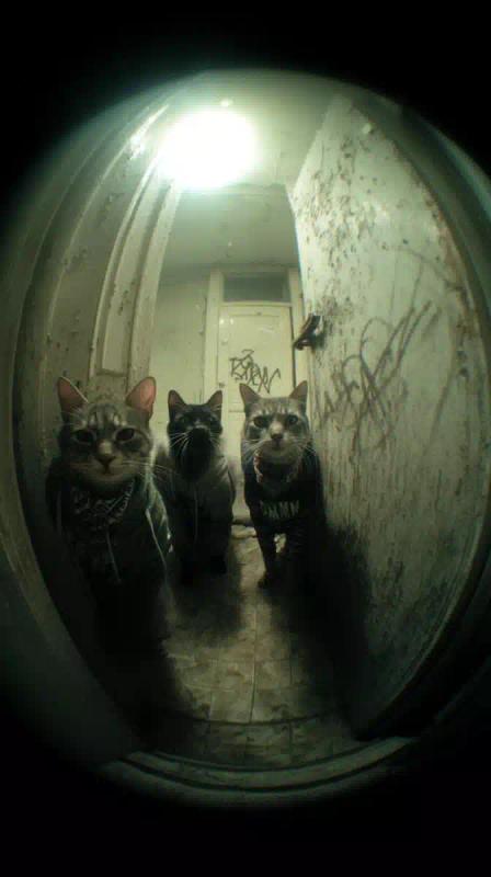 Angry Cats in Peephole