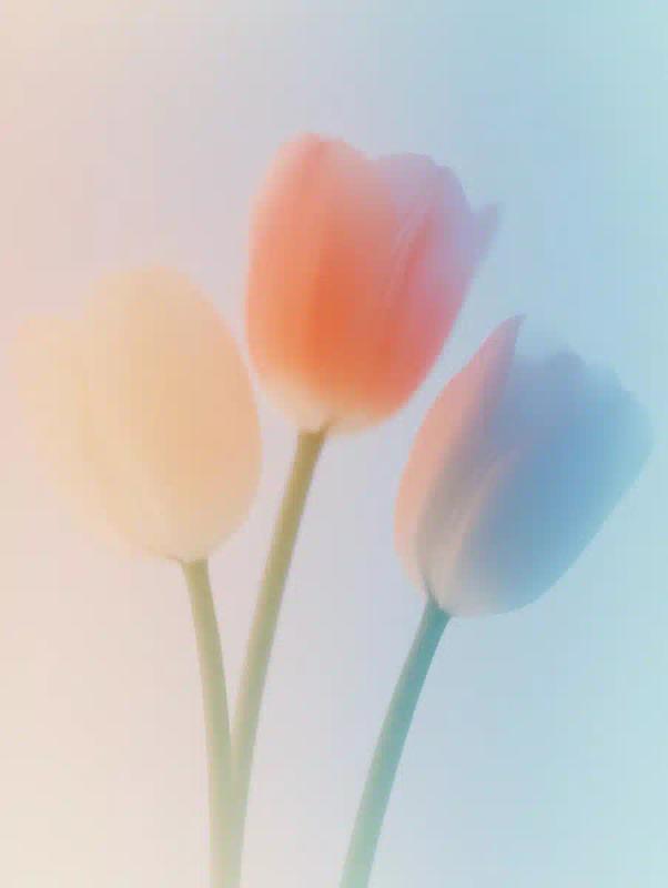 Minimalist Tulips in Vector