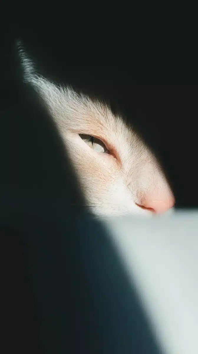 Dramatic Cat in Shadows