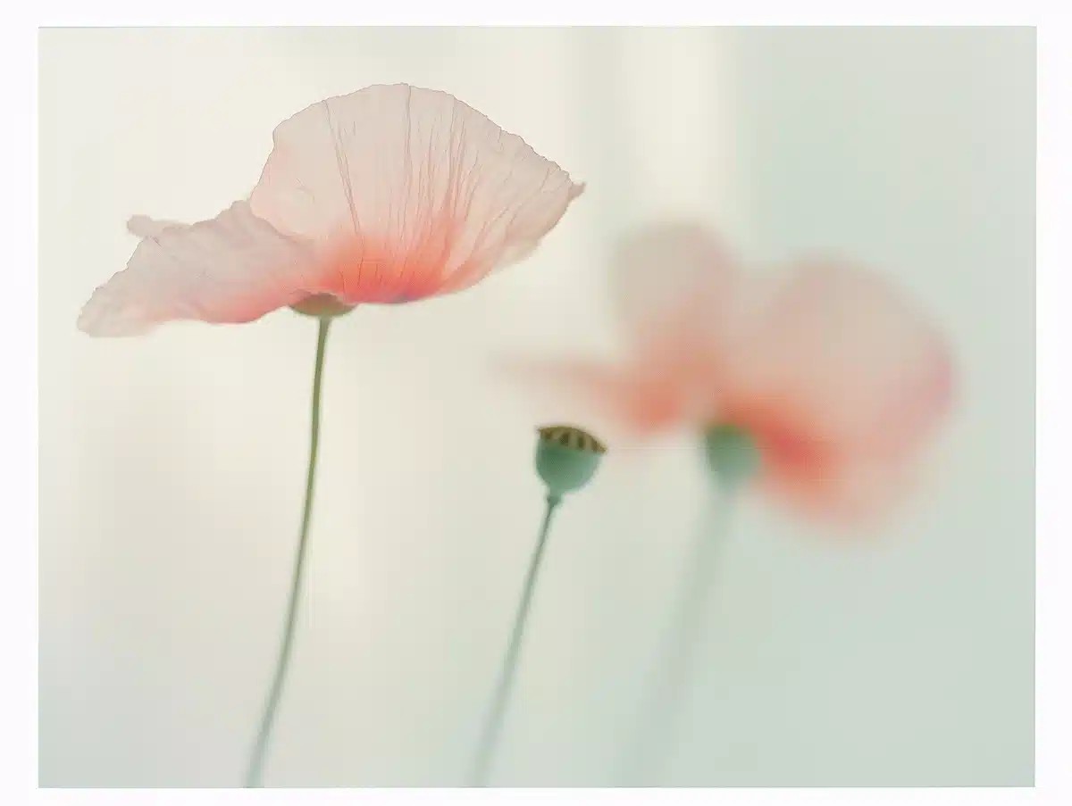 Ethereal Poppy in Blur