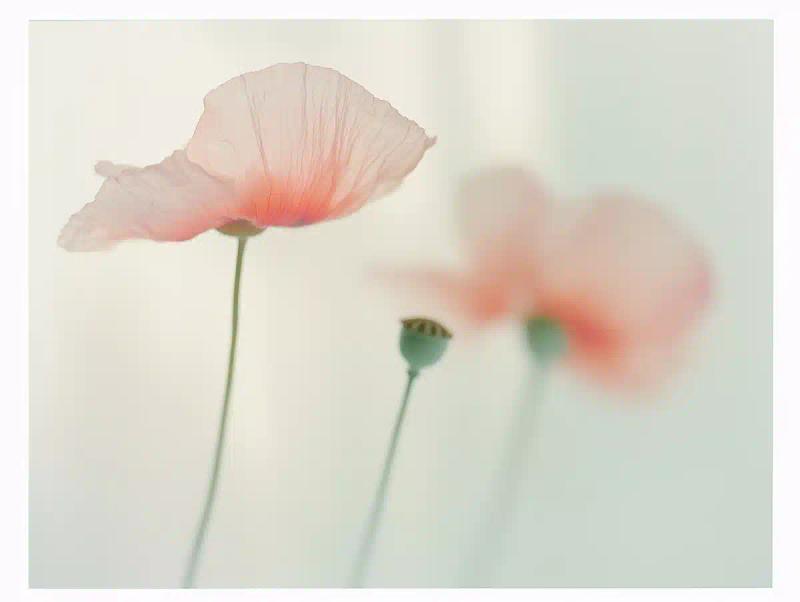 Ethereal Poppy in Blur