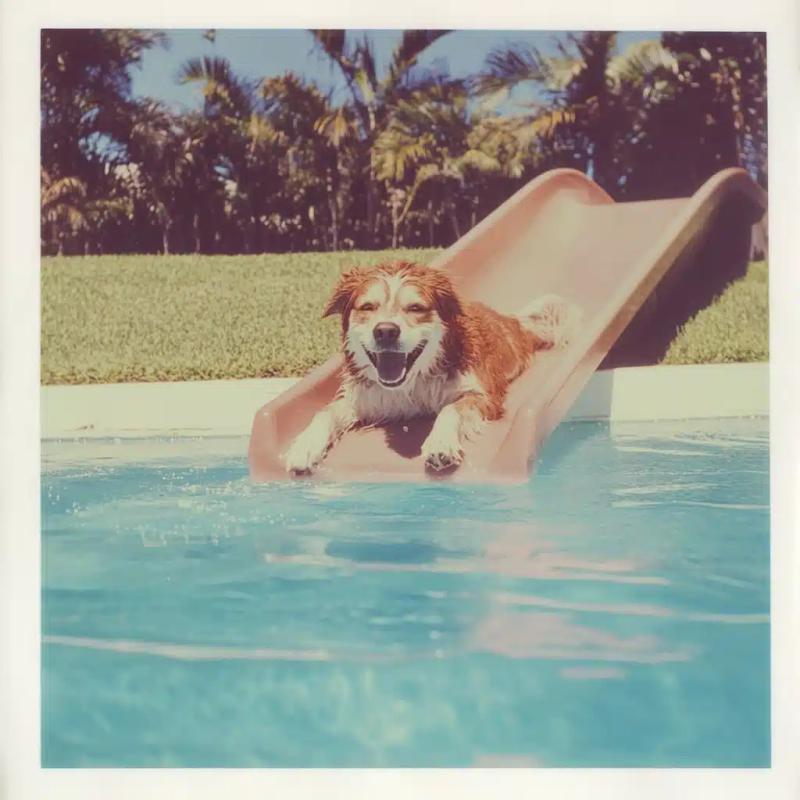 Polaroid of Dog Sliding