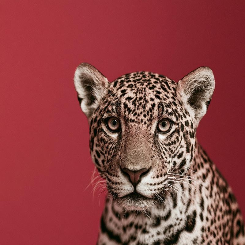Surprised Leopard