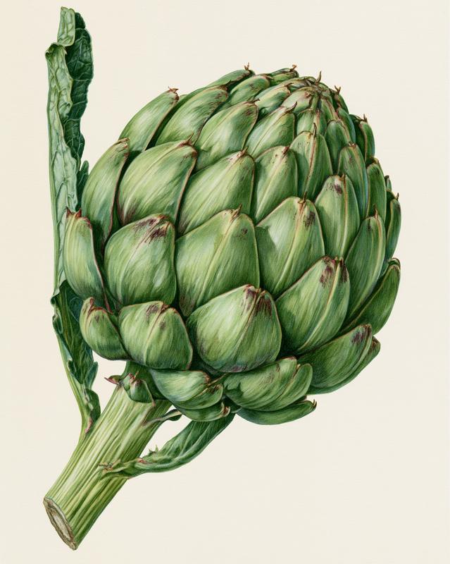 full page illustration vintage botanical artichoke resembling a watercolor...
