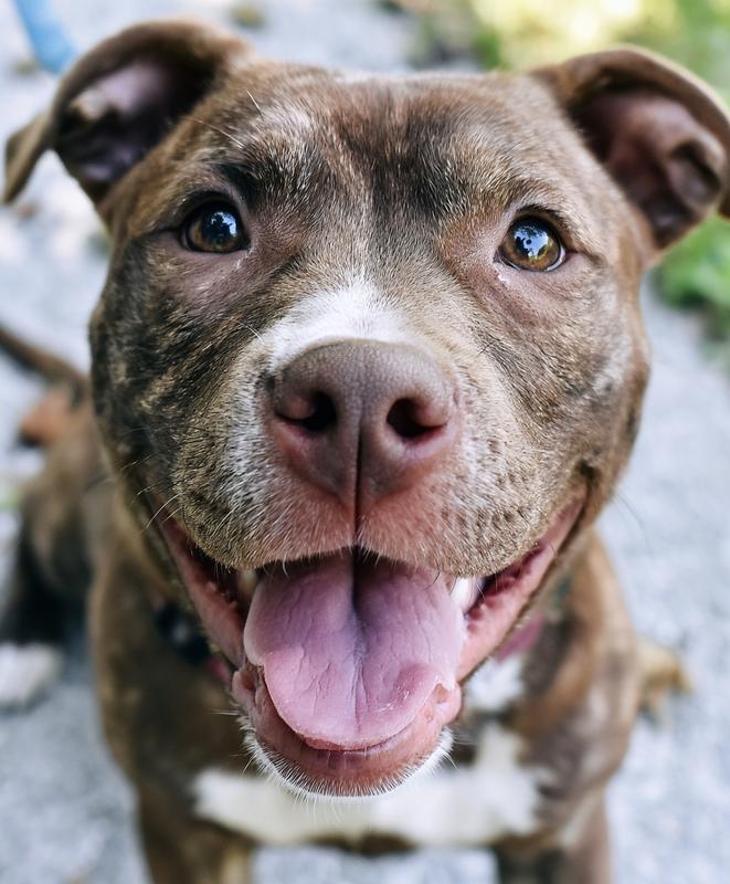 a full shot of a pit bull with a...
