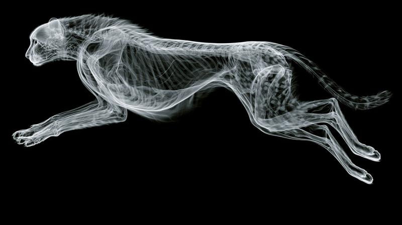 an xray image of a cheetah running The cheetah...