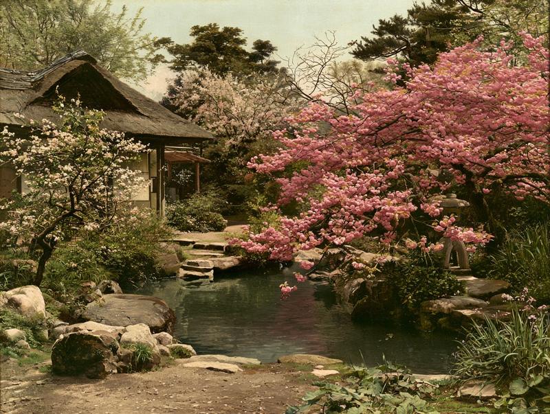 a Japanese garden with cherry blossom trees circa 1890...