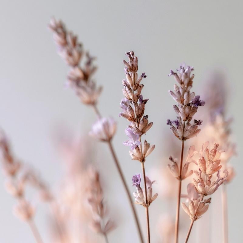 stained glass lavender stems in soft focus light purple...