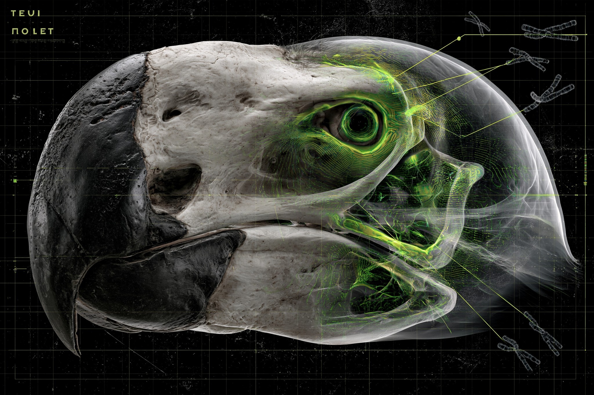 A highly detailed dodo skull floating on a black...