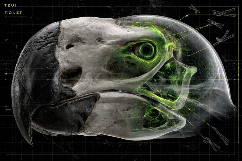 A highly detailed dodo skull floating on a black...