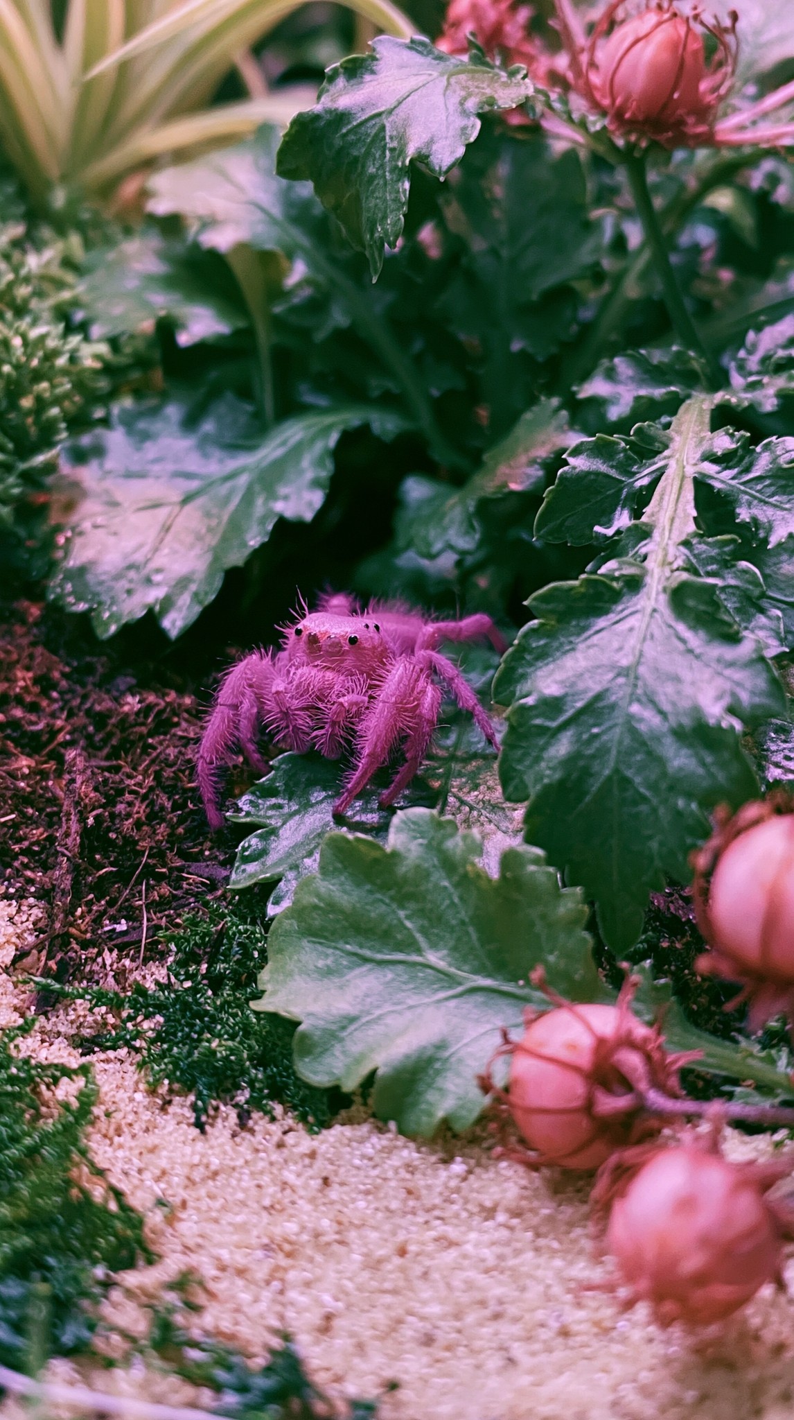 Iphone 17 Pro shot close-up of a small terrarium...