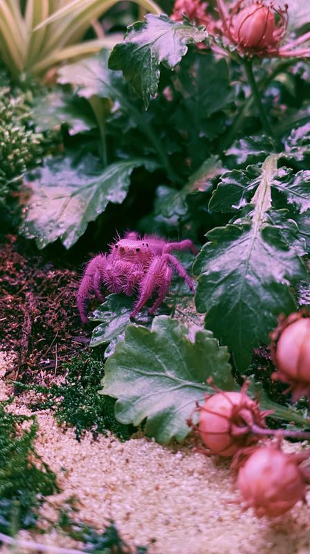 Iphone 17 Pro shot close-up of a small terrarium...