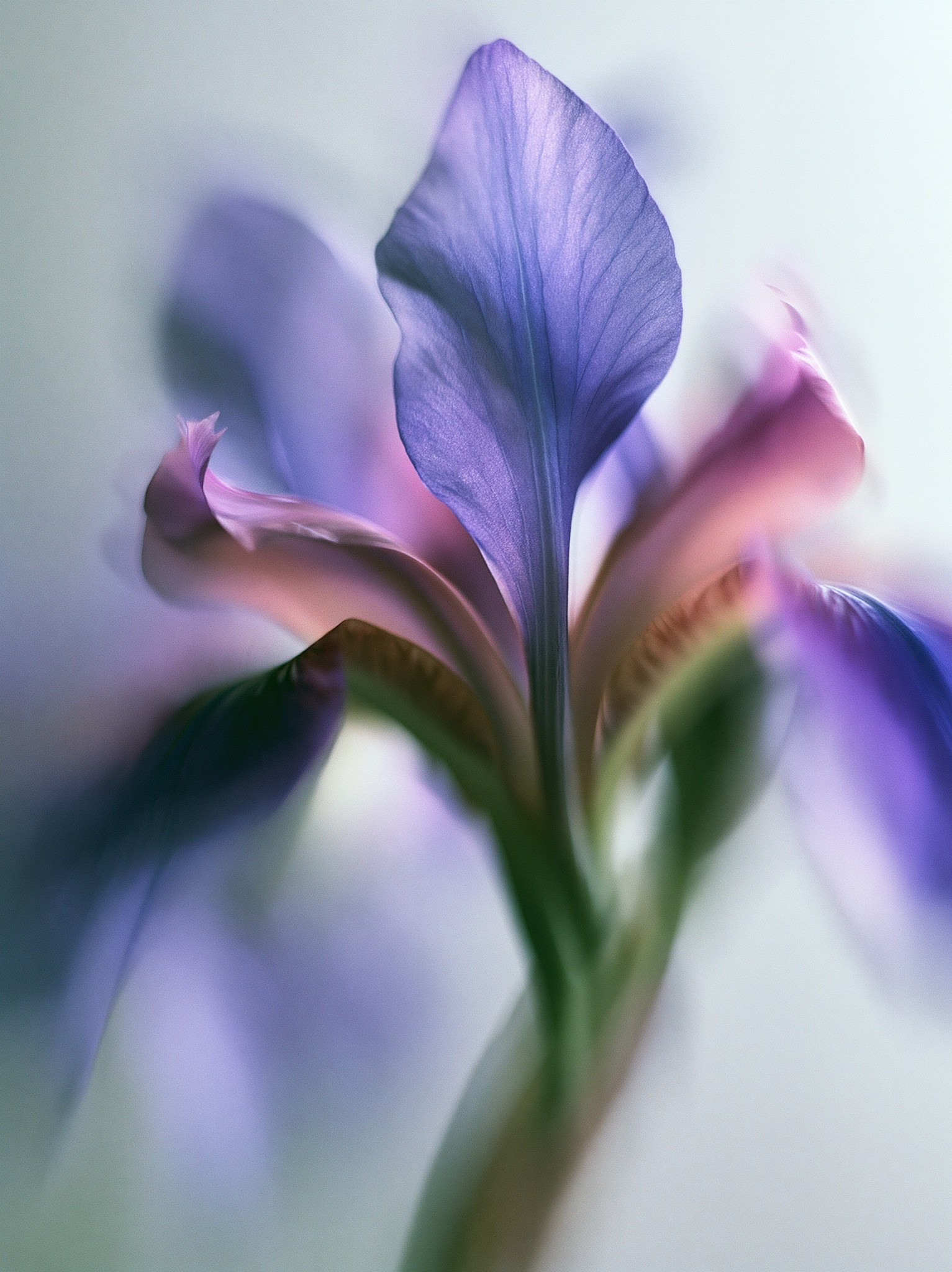 Abstract macro close-up of a purple iris flower heavy...