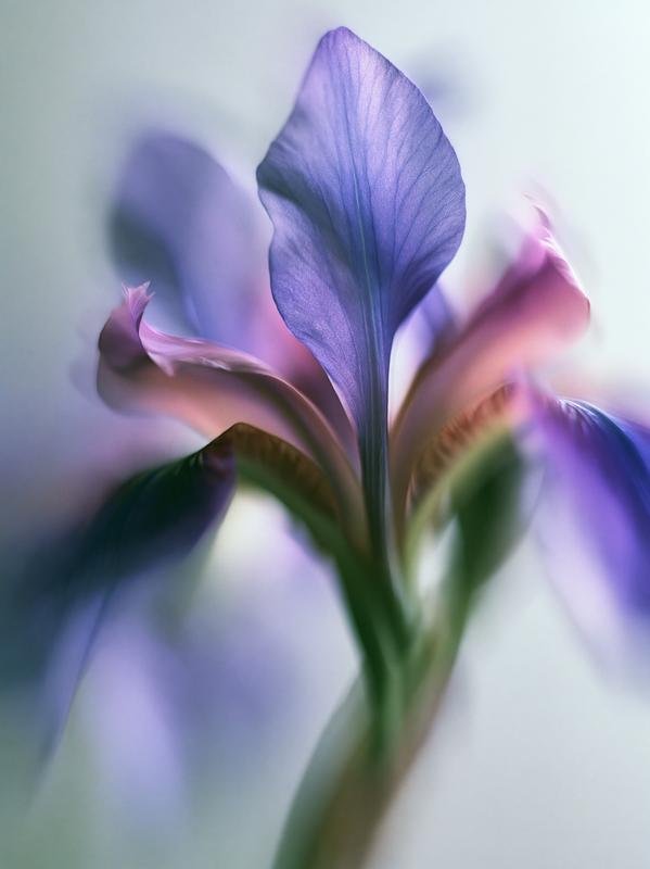 Abstract macro close-up of a purple iris flower heavy...