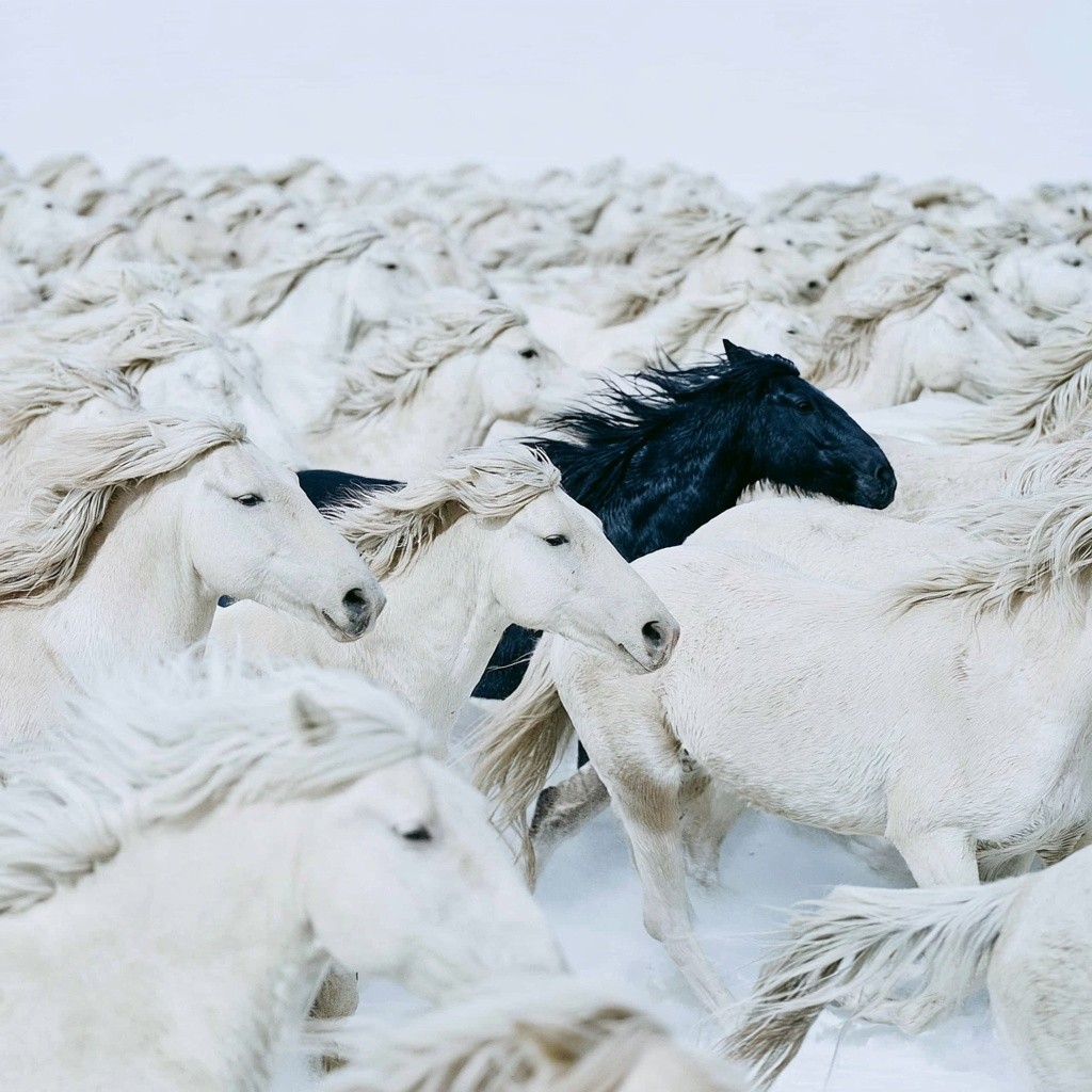 Aerial telephoto photograph of hundreds of horses all galloping...