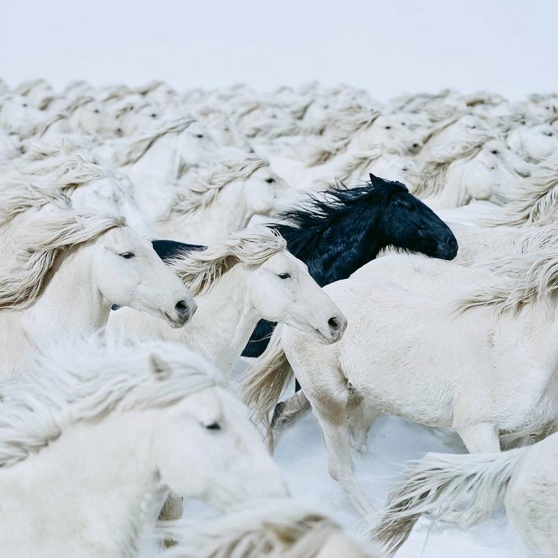 Aerial telephoto photograph of hundreds of horses all galloping...