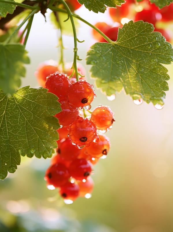 A close-up of a bunch of red currants the...