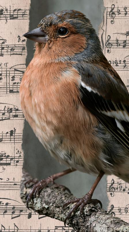 A realistic photograph of a chaffinch a songbird with...