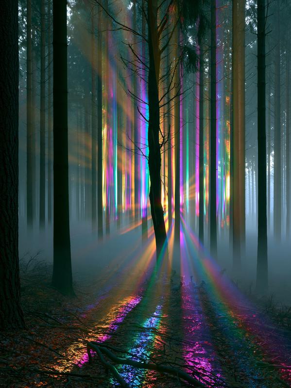 A forest of trees made of prismatic light fog...