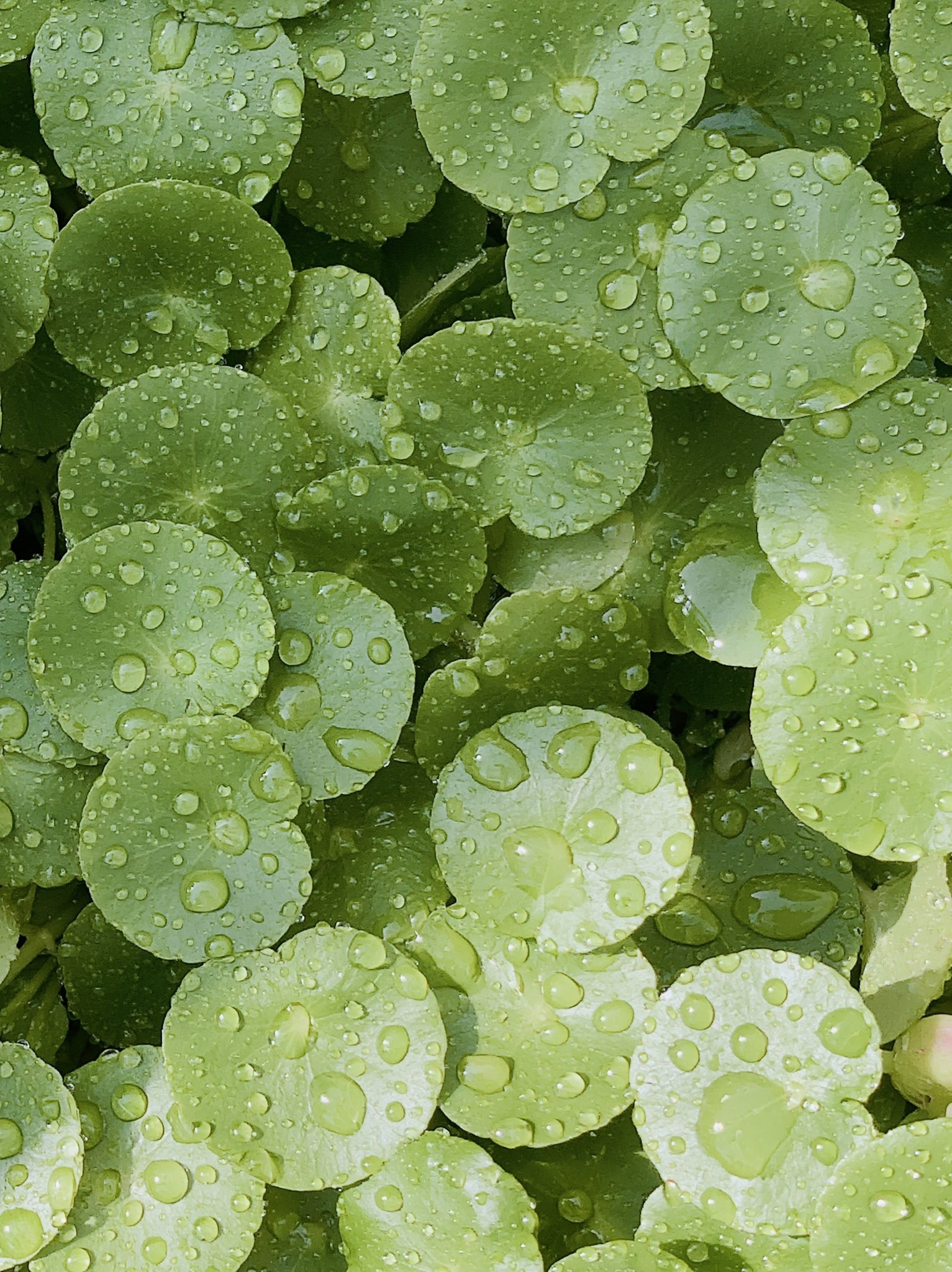 the image presents a close up of a multitude...