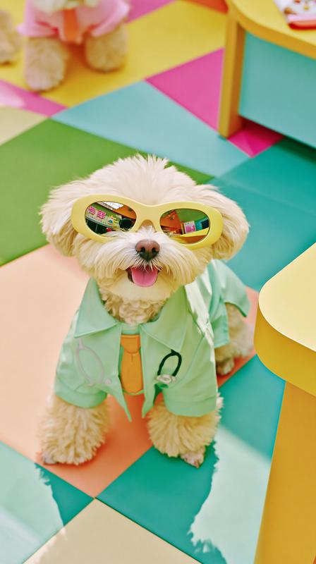 cute dog wear a cool sun-glasses as pet doctors...