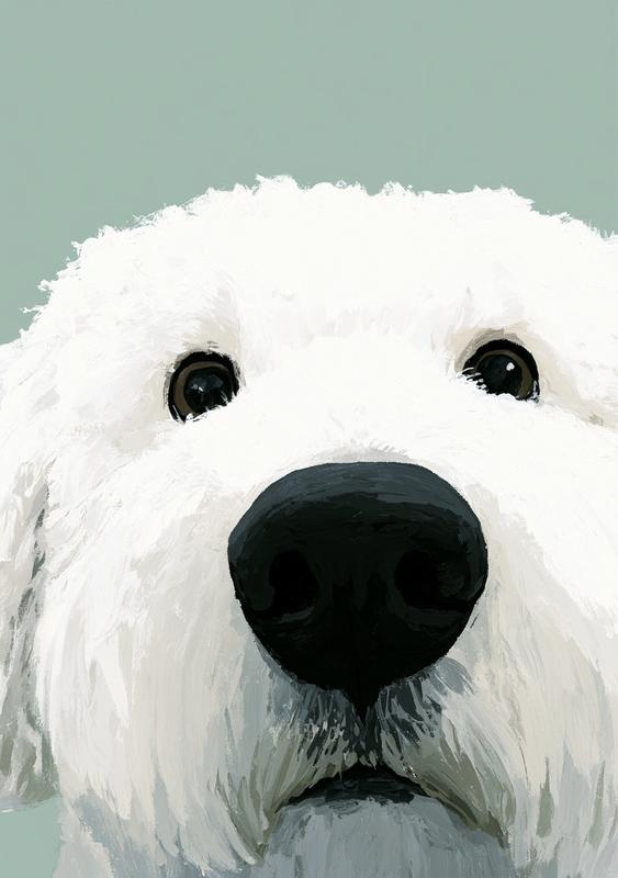 Minimalist dog portrait curious white bichon frise dog looking...