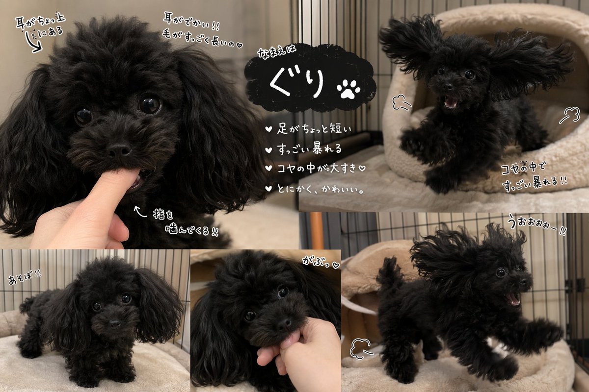 可爱的黑色玩具贵宾犬拼贴画