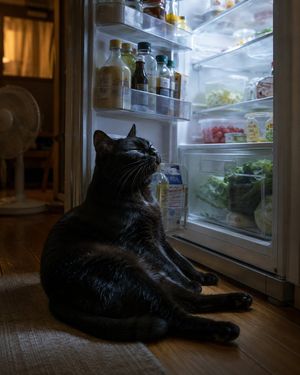 黑猫在冰箱前纳凉
