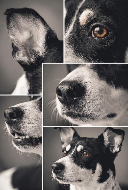 Pet Monochrome Collage